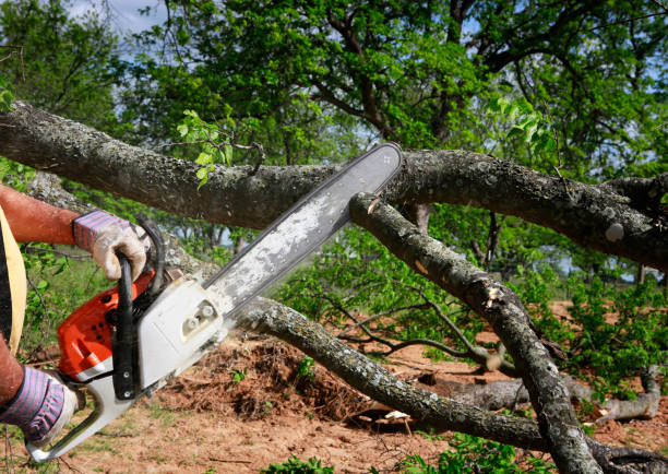 Best Tree Fertilization Services  in USA